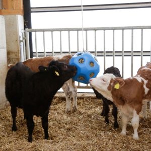 Voerspeelbal blauw v. paarden 0